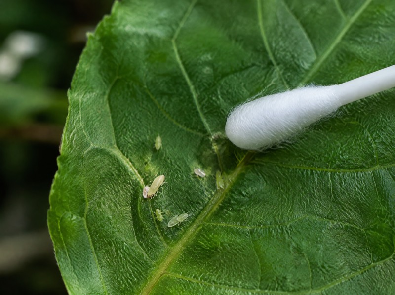Pest Detective: Identifying the Small Invaders